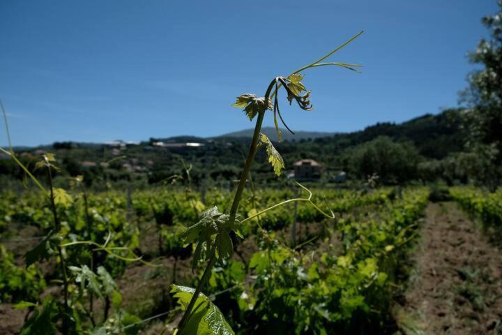 Quinta De Vodra Vila Seia Exterior foto